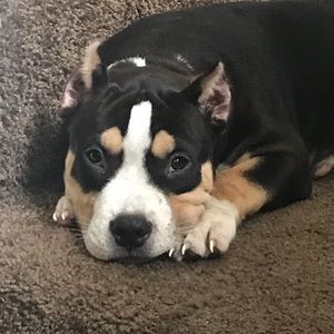 Meet your Posher, Will